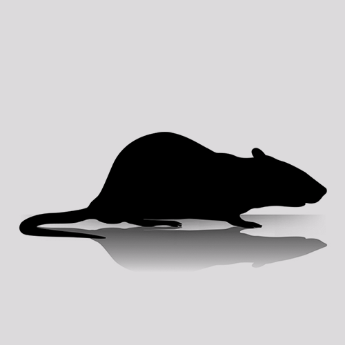 Plastic Fuzzy Rats Fuzzy Rats (25 Per Bag) - Butter-Ball-Rodents.com